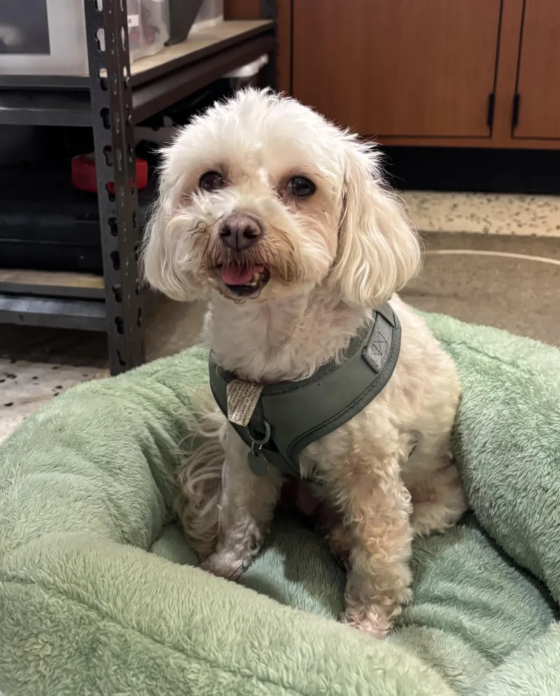 An adult small-sized female White / Cream Maltese dog named Riley Anderson for adoption in Thousand Oaks, CA