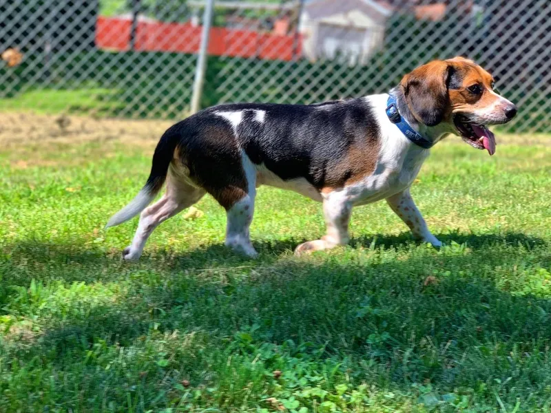 Regal Beagle thumbnail 2