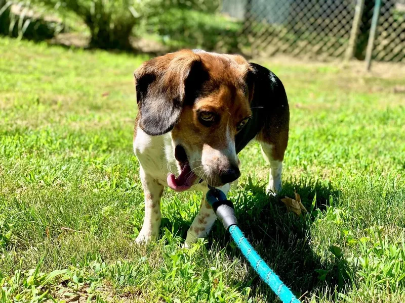 Regal Beagle thumbnail 3