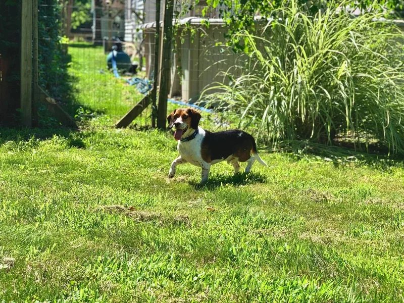 Regal Beagle thumbnail 4