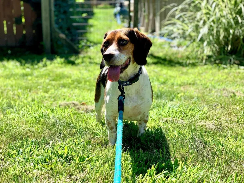 Regal Beagle thumbnail 5