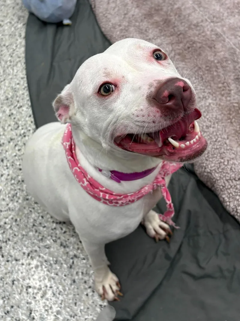 A young medium-sized female Boxer dog named Kerry for adoption in Oxford, MI