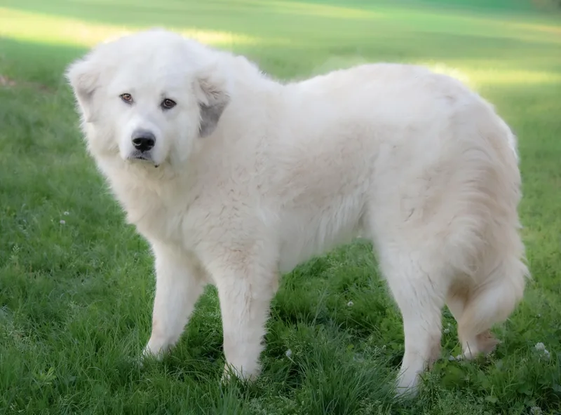 An adult large-sized female White / Cream Great Pyrenees dog named Emmie for adoption in Nashville, TN