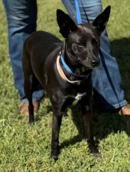 An adult medium-sized female Feist dog named Lola for adoption in Washington, DC