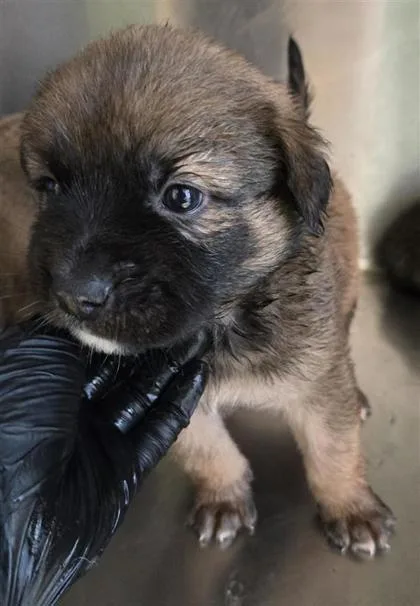 A baby large-sized male Brown / Chocolate Mixed Breed dog named 60780597 for adoption in El Paso, TX