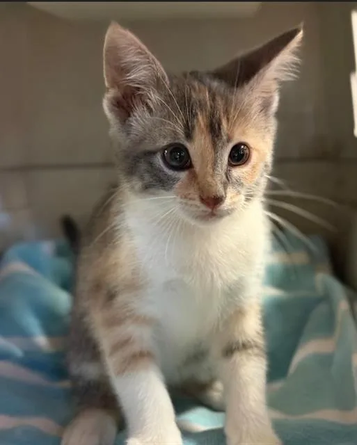 Millie