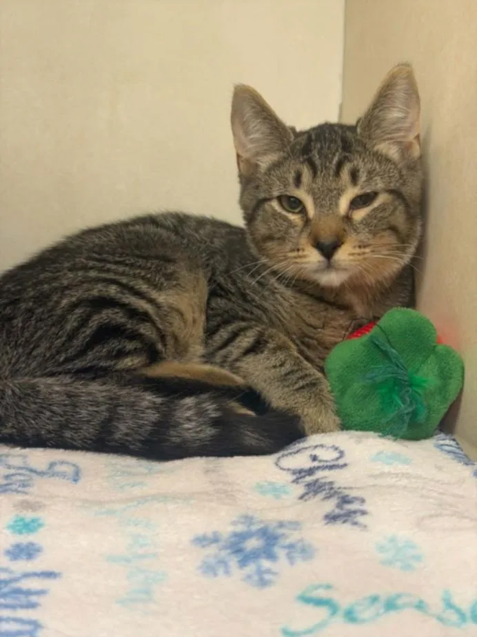 A baby small-sized male Domestic Short Hair cat named Umbonium for adoption in Hagerstown, MD