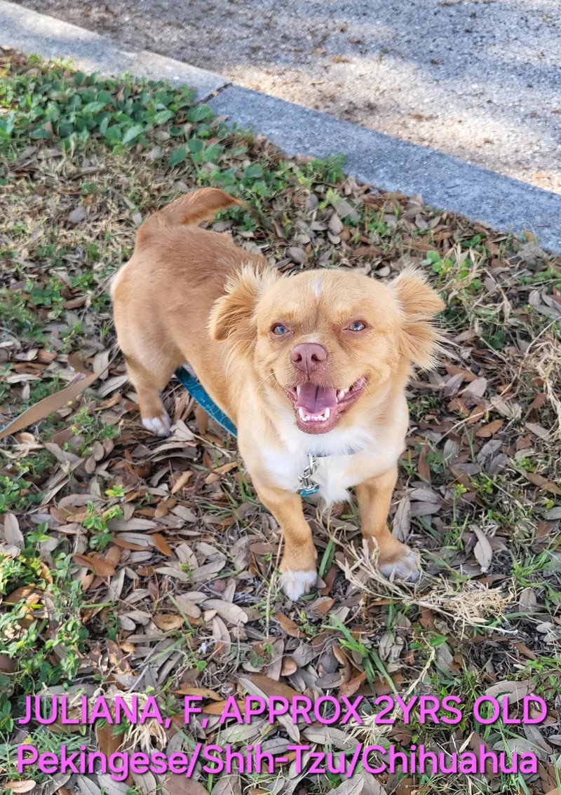An adult small-sized female Red / Chestnut / Orange Pekingese dog named Juliana for adoption in Sarasota, FL