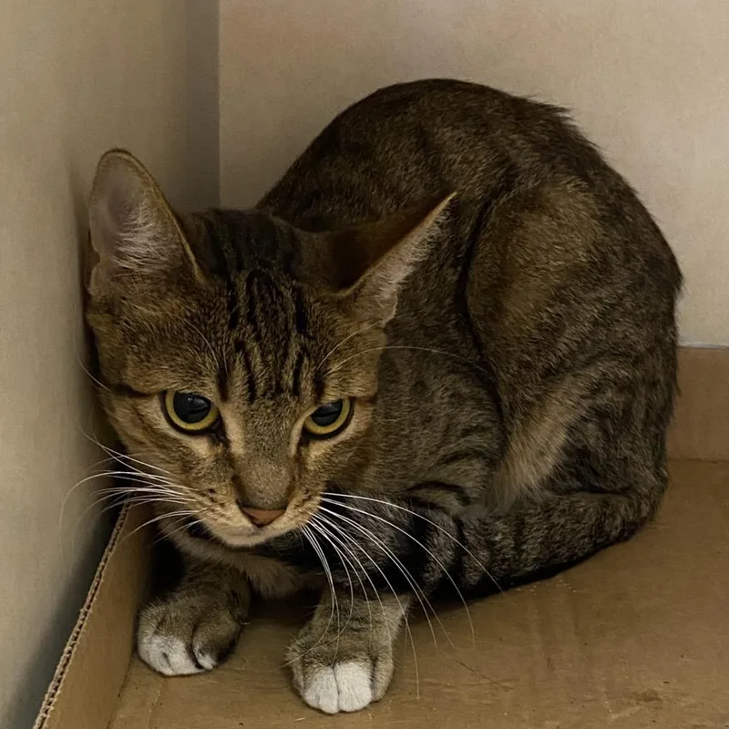 An adult medium-sized female Brown / Chocolate Domestic Short Hair cat named Jersey for adoption in Westminster, CA