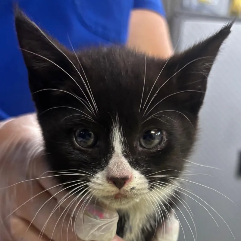 A baby small-sized male Black Domestic Short Hair cat named Twizzler for adoption in Newark, NJ