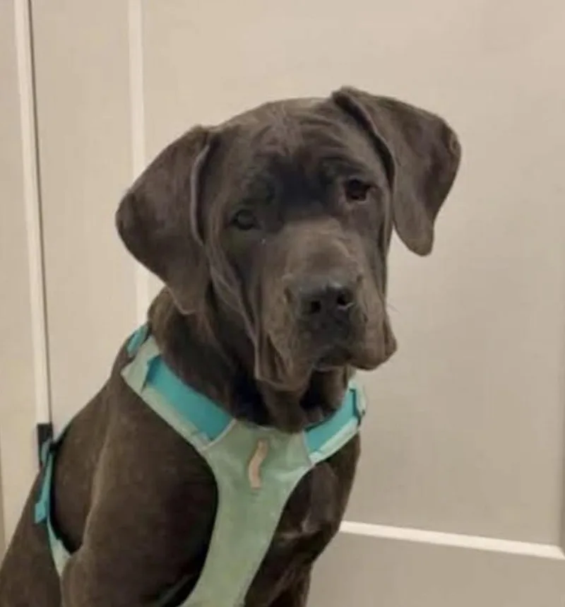 An adult large-sized female Cane Corso dog named Karma for adoption in Fort Madison, IA