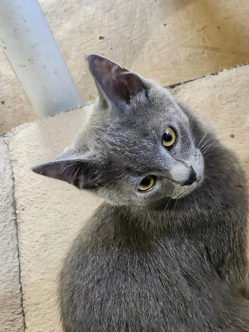 A young medium-sized male Gray / Blue / Silver Domestic Short Hair cat named Wally for adoption in EAST LEROY, MI