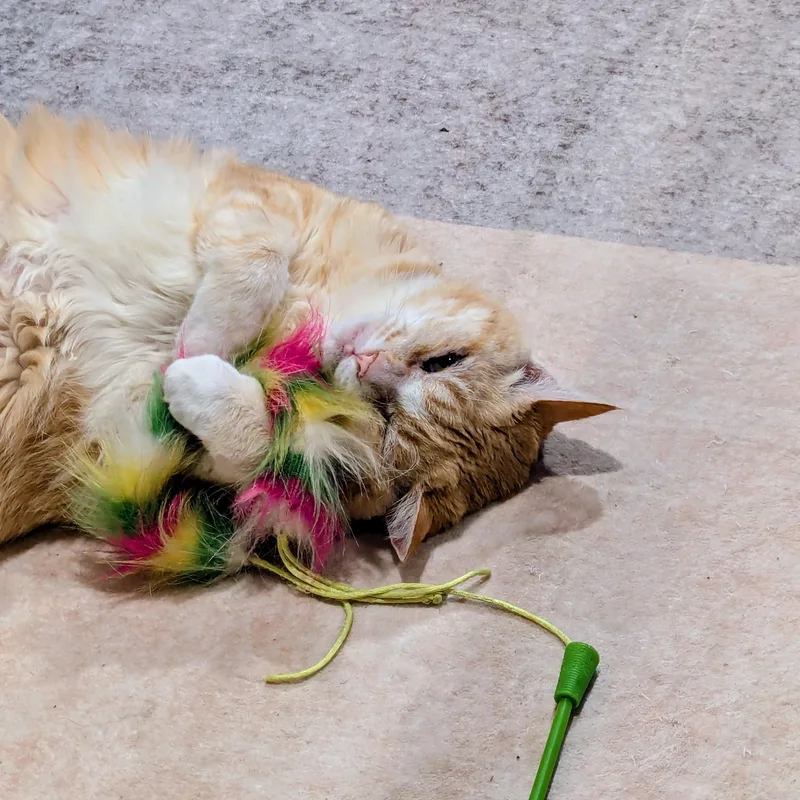 A senior large-sized female Tabby (Orange / Red) Domestic Short Hair cat named Lilly for adoption in Philadelphia, PA
