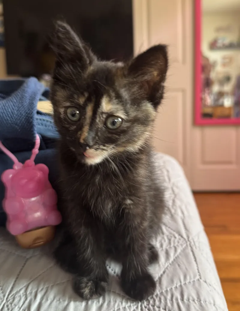 A baby medium-sized female Tortoiseshell cat named Essie for adoption in Midland, MI