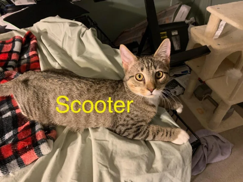 A baby small-sized male Domestic Short Hair cat named Scooter Braun for adoption in Lewisville, TX