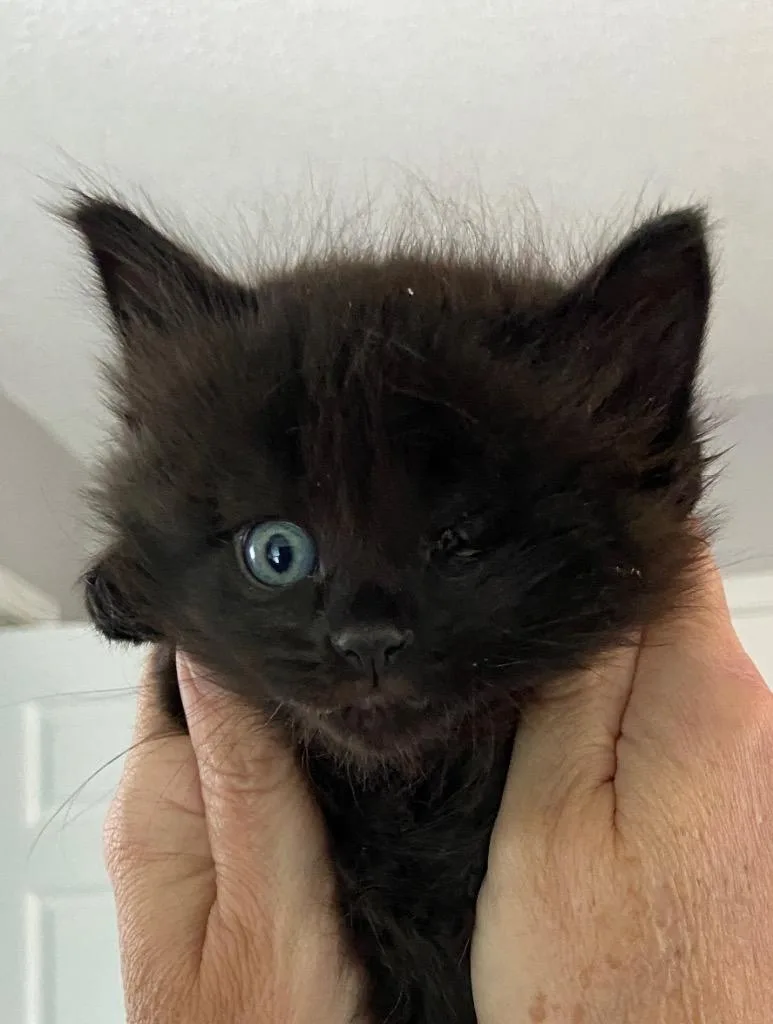 A baby small-sized male Domestic Long Hair cat named Teddy for adoption in Canyon Lake, TX