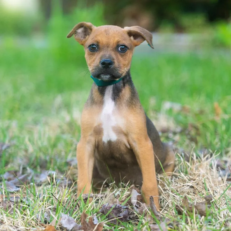 A baby small-sized female Brown / Chocolate Terrier dog named Terracotta for adoption in Wake Forest, NC
