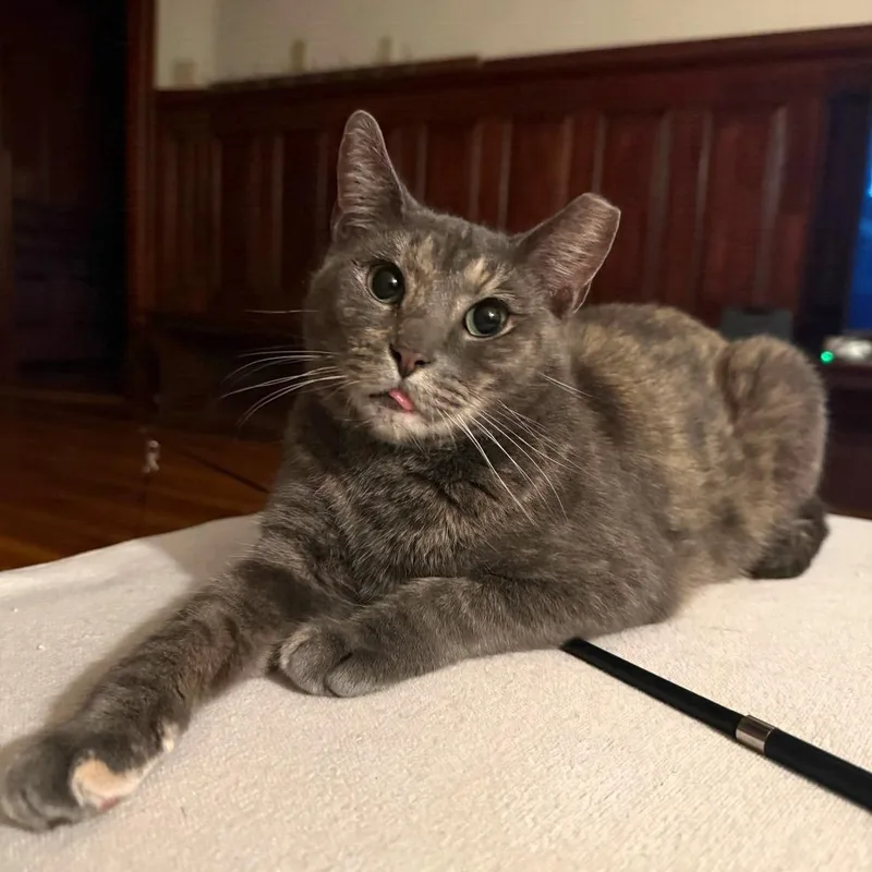 An adult medium-sized female Tortoiseshell Domestic Short Hair cat named Lyra for adoption in Gibsonia, PA