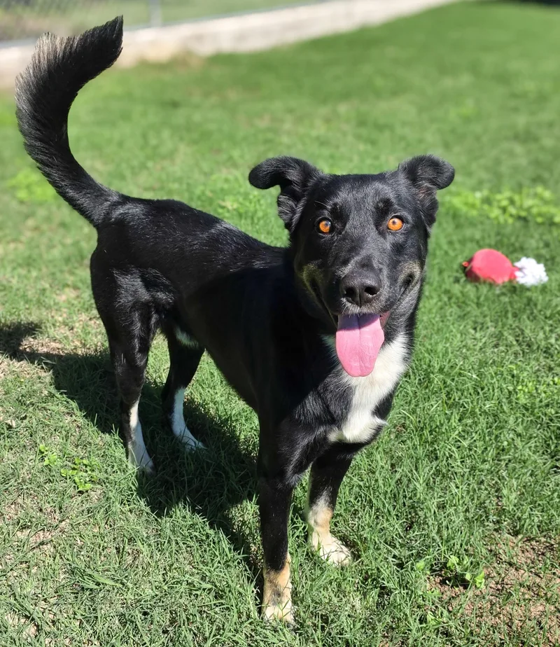 An adult large-sized male Australian Shepherd dog named Skunk for adoption in Gainesville, TX