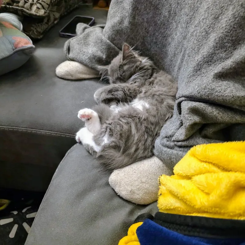 A young medium-sized female Gray / Blue / Silver Maine Coon cat named Angel for adoption in Saratoga Springs, NY