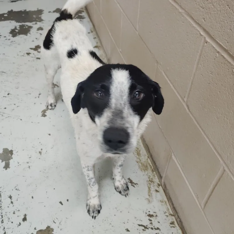 A baby medium-sized female White / Cream Australian Cattle Dog / Blue Heeler dog named Brittney for adoption in Valley, AL