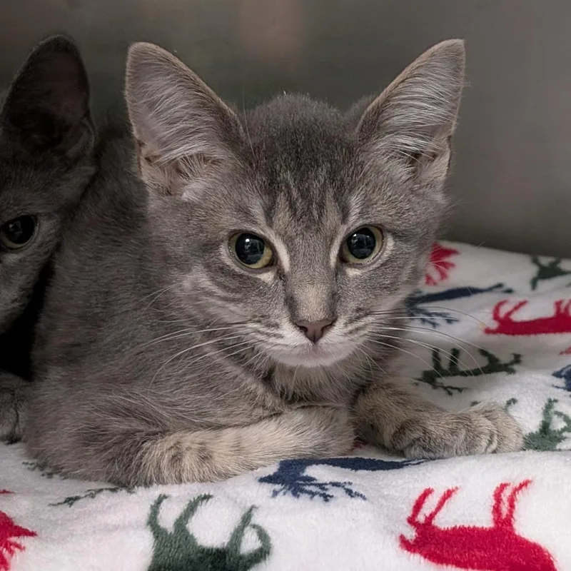 A baby small-sized female Gray / Blue / Silver Domestic Short Hair cat named Carly Rae for adoption in Titusville, FL