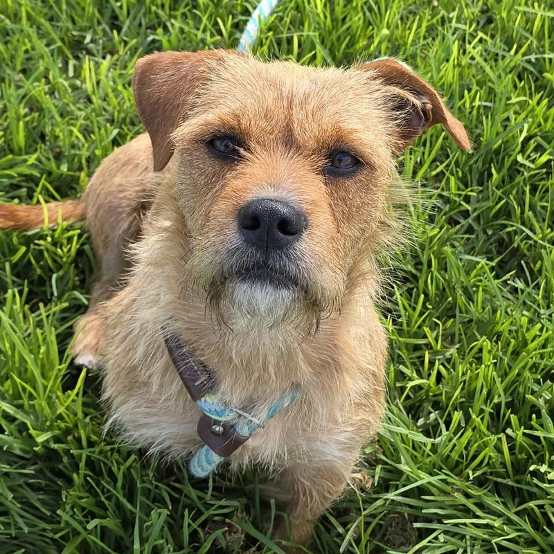 A young medium-sized female Brown / Chocolate Mixed Breed dog named Nala for adoption in Santa Barbara, CA