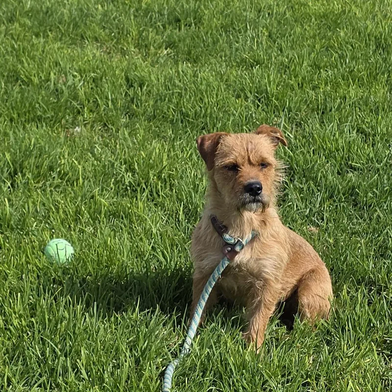 Nala thumbnail 3