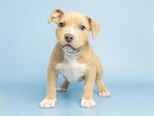A baby small-sized male Pit Bull Terrier dog named Larry for adoption in Phoenix, AZ