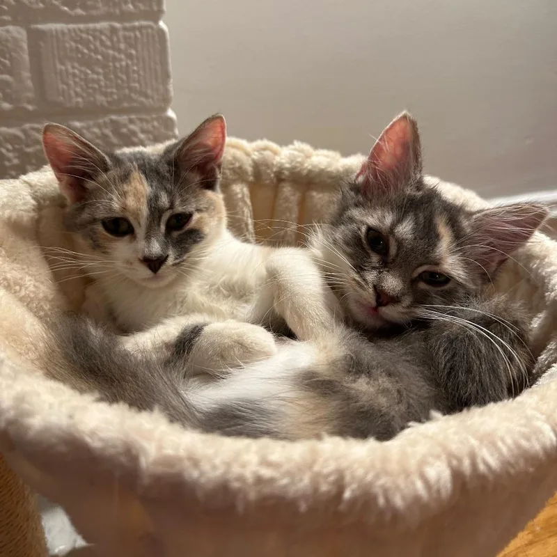 A baby small-sized female Domestic Long Hair cat named Anneliese for adoption in Evanston, IL