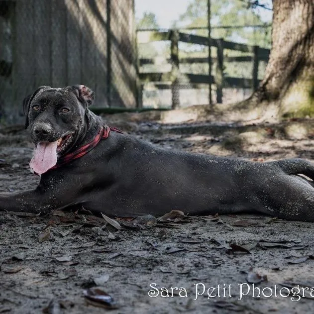 Hercules thumbnail 3