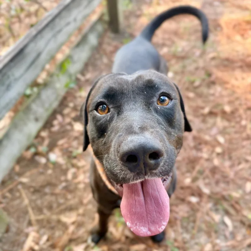 Hercules thumbnail 4