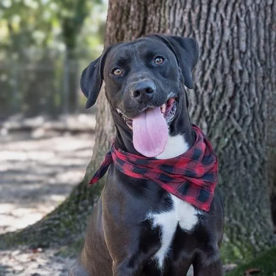 Hercules thumbnail 5