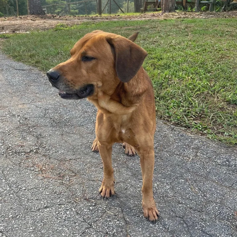 Buddy