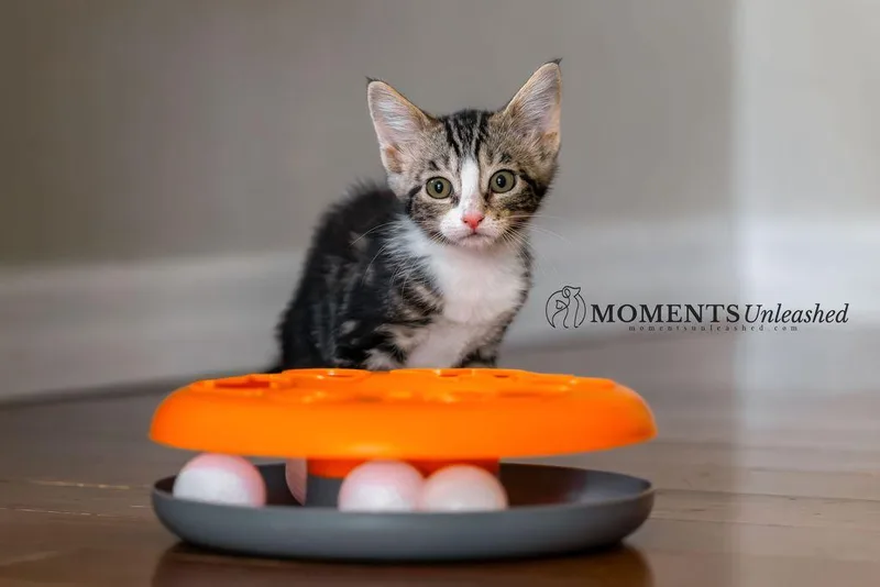 A baby small-sized female Domestic Short Hair cat named Peppa for adoption in Myakka City, FL