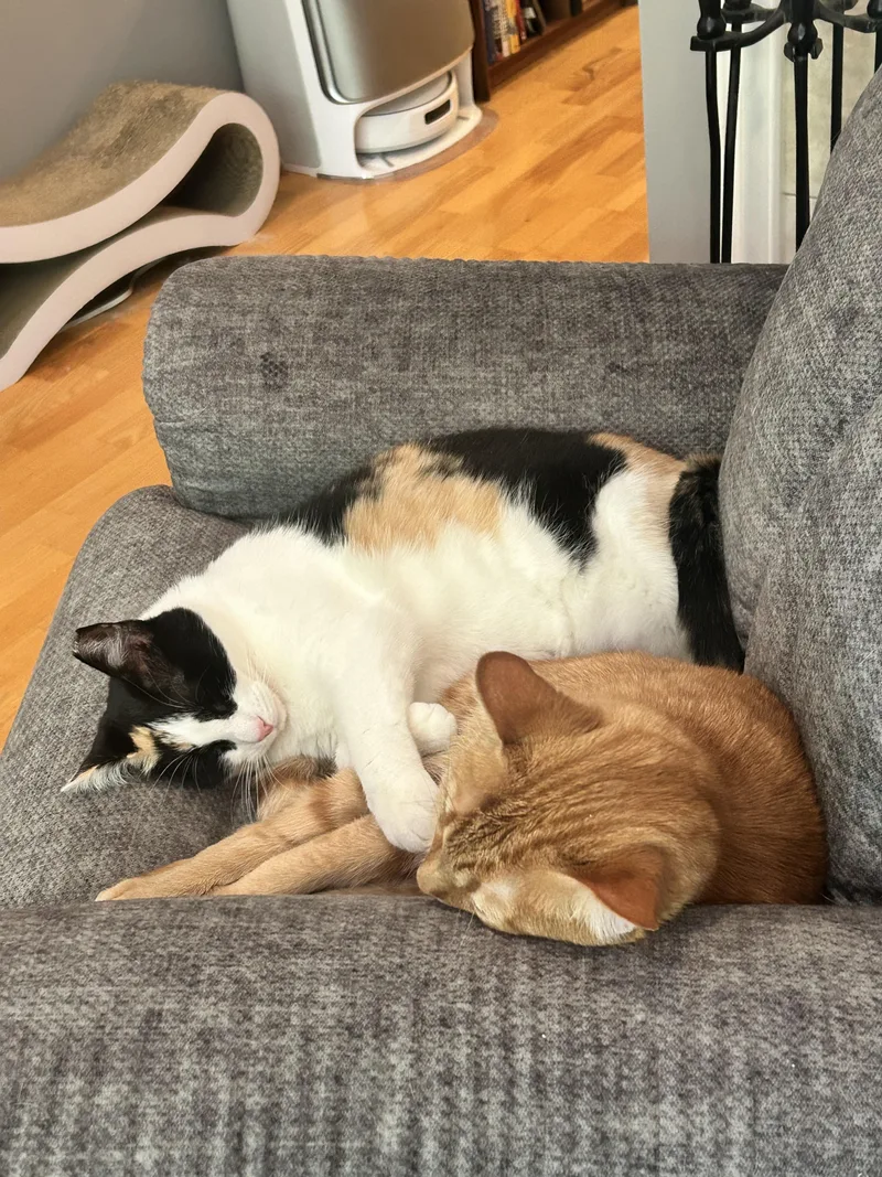 An adult medium-sized female Calico Domestic Short Hair cat named Nina for adoption in Chicago, IL