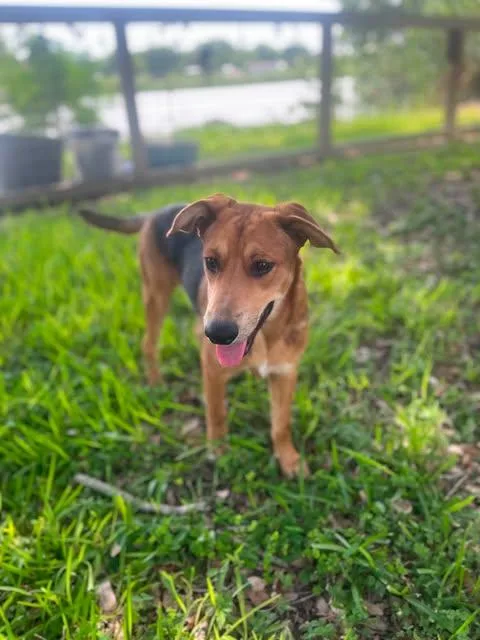 A baby medium-sized male Bicolor Shepherd dog named Finn for adoption in Vernon, CT