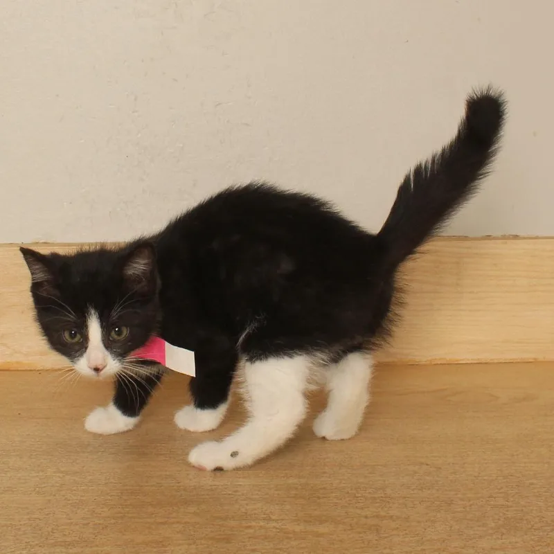 A baby small-sized female Black Domestic Short Hair cat named Scotty C for adoption in Minnetonka, MN