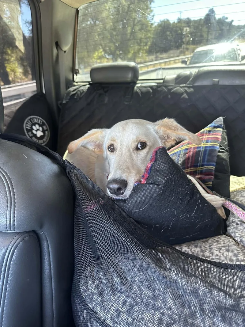 A baby medium-sized female Golden Retriever dog named Erica for adoption in Anza, CA