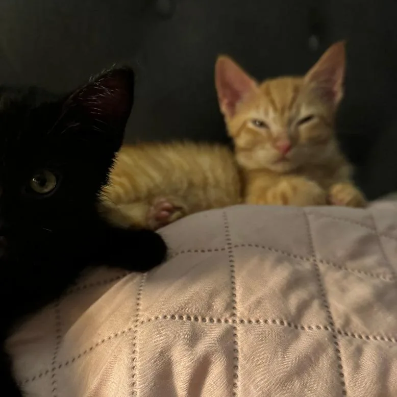 A baby small-sized male Orange / Red Domestic Short Hair cat named Colonel Mustard for adoption in Evanston, IL
