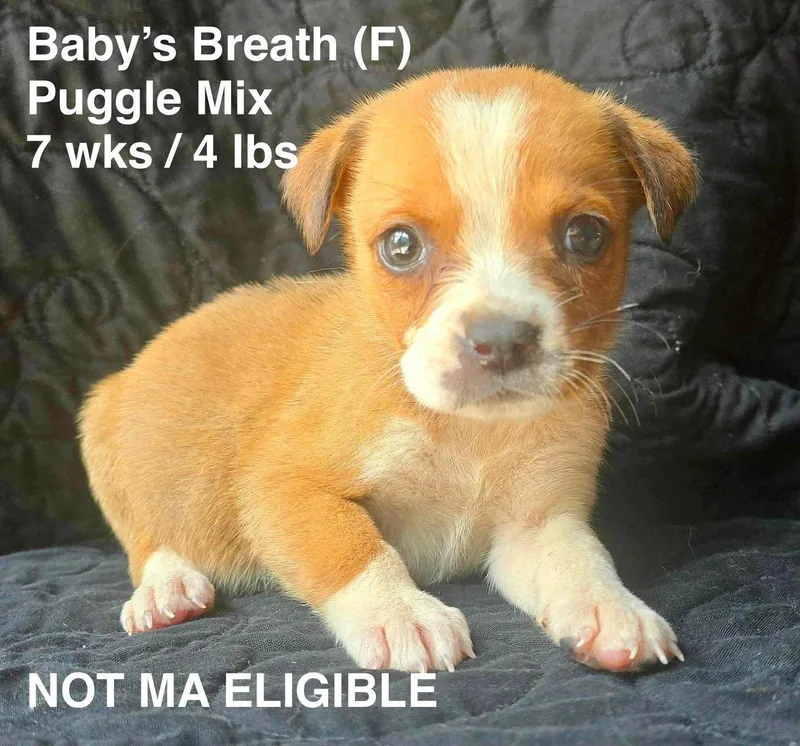 A young small-sized female Pug dog named Baby'S Breath for adoption in Pomfret Center, CT