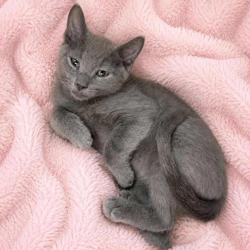 A baby medium-sized male Gray / Blue / Silver Russian Blue cat named Ont Rb M for adoption in Glendora, CA