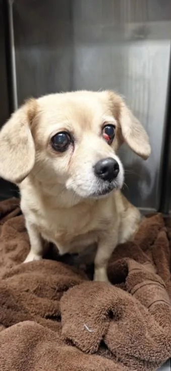 An adult medium-sized female Mixed Breed dog named Mocha for adoption in Van Nuys, CA