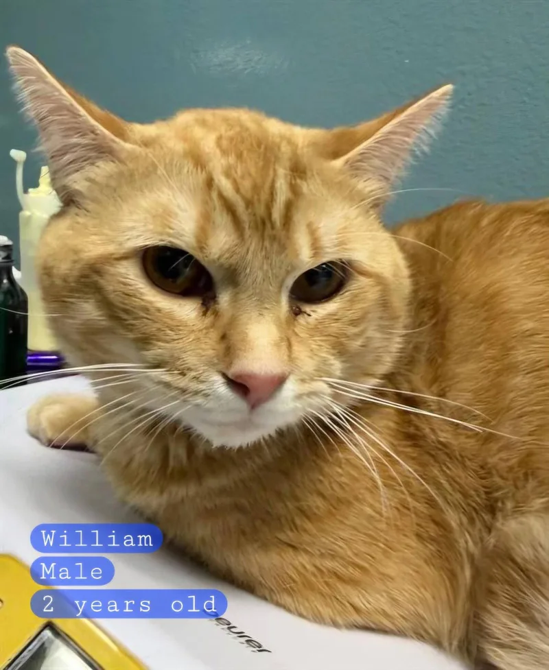 An adult medium-sized male Orange / Red Domestic Short Hair cat named William for adoption in Holbrook, NY
