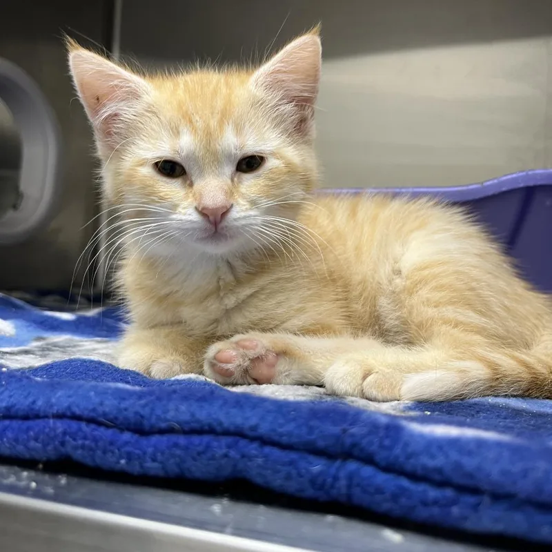 A baby small-sized female Orange / Red Domestic Medium Hair cat named Alexa for adoption in Detroit Lakes, MN