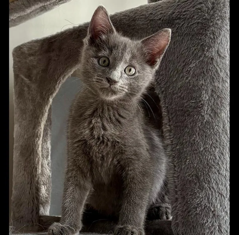 A baby small-sized male Domestic Short Hair cat named Sidewalk Sale for adoption in Chicago, IL