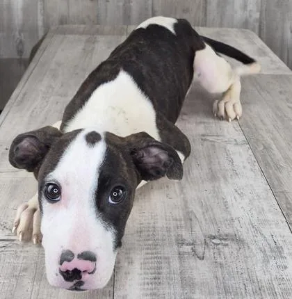 An adult small-sized male Pit Bull Terrier dog named Tuff for adoption in Shreveport, LA