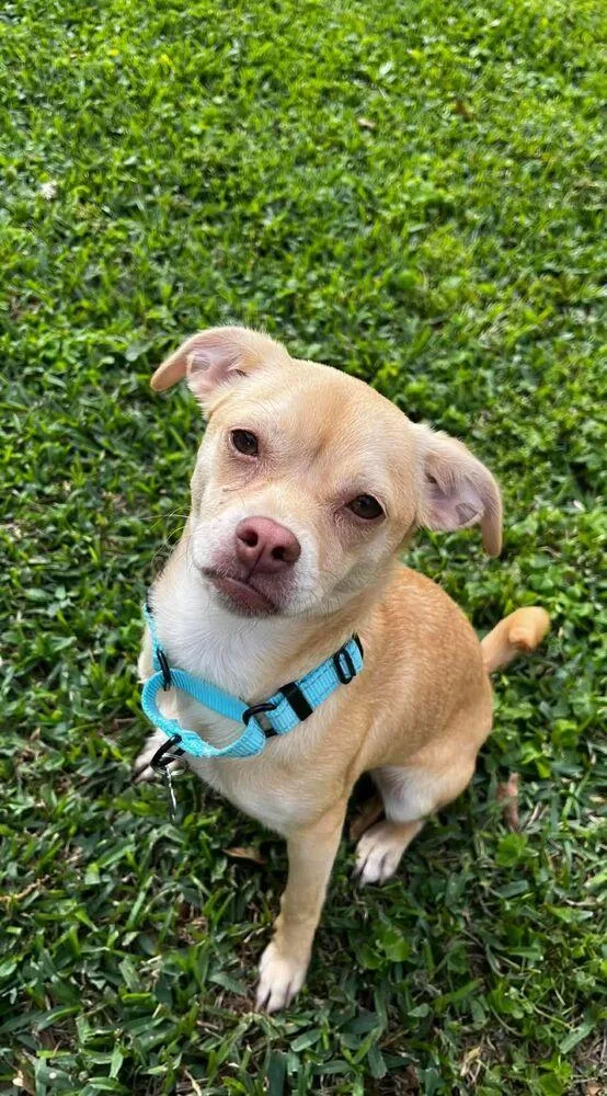 An adult small-sized female White / Cream Chihuahua dog named Tiffany for adoption in Saugus, MA