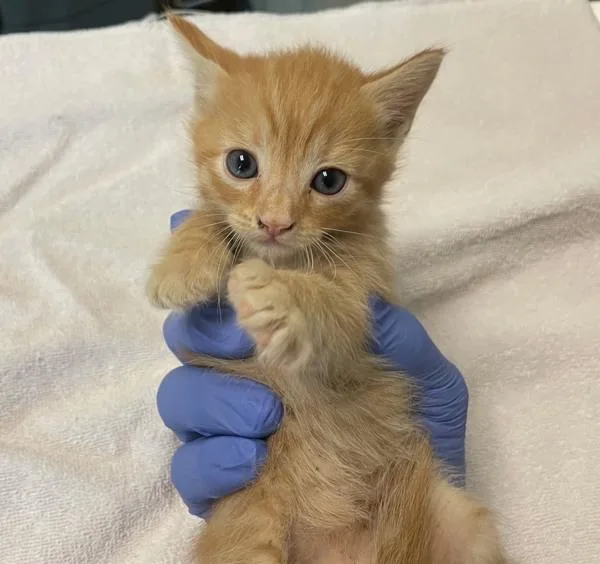 A baby small-sized female Domestic Short Hair cat named Beetle for adoption in San Diego, CA