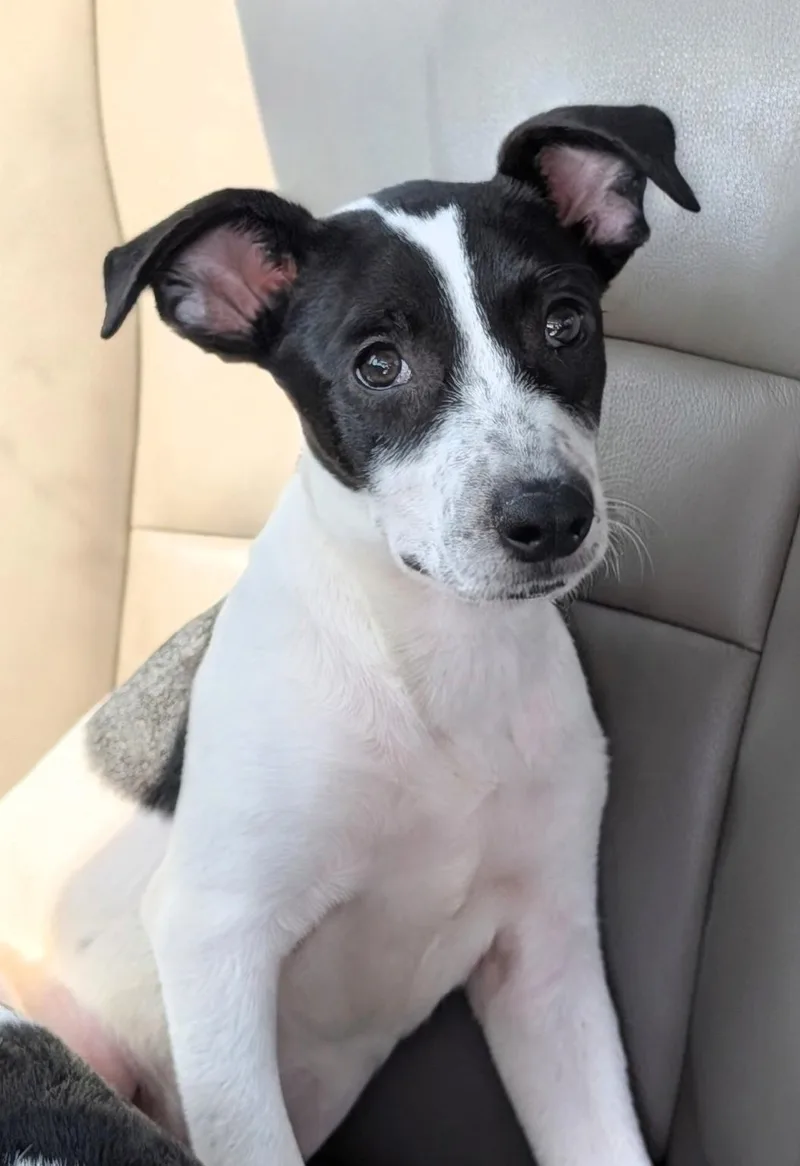 A baby medium-sized female Cattle Dog dog named Tia for adoption in Baton Rouge, LA